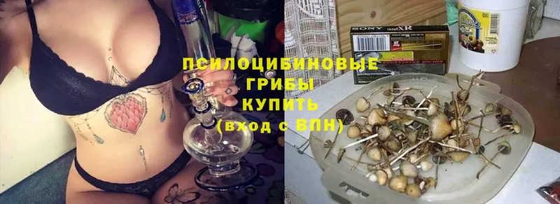 Галлюциногенные грибы Psilocybine cubensis  Киренск 